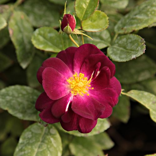 Fioletowy  - Róże pienne - z kwiatami pojedynczymi - korona krzaczasta
